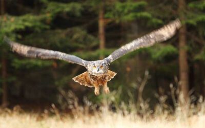 Observation du Hibou Grand Duc